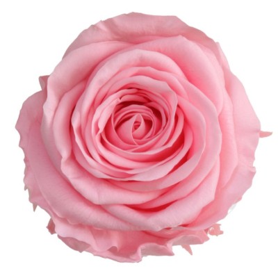 Rosa preservada c/tallo capullo d.4.5-6cm x 55cm envasada rosa