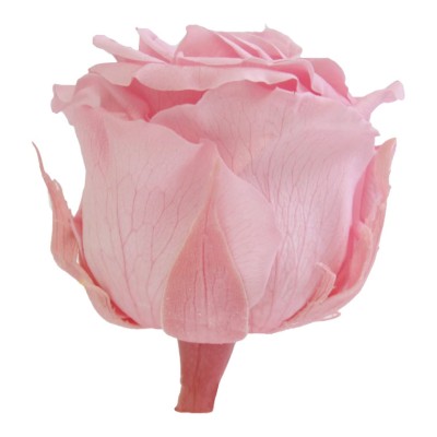 Rosa preservada c/tallo capullo d.4.5-6cm x 55cm envasada rosa