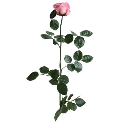 Rosa preservada c/tallo capullo d.4.5-6cm x 55cm envasada rosa