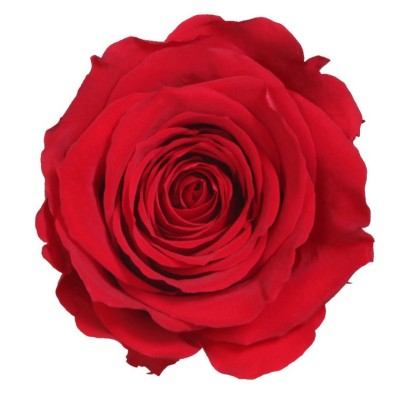 Rosa preservada c/tallo capullo d. 3,5-4,5cm x 27cm envasada roja