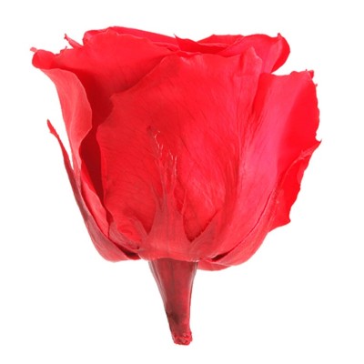 Rosa preservada c/tallo capullo d. 3,5-4,5cm x 27cm envasada roja
