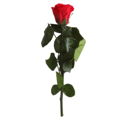 Rosa preservada c/tallo capullo d. 3,5-4,5cm x 27cm envasada roja