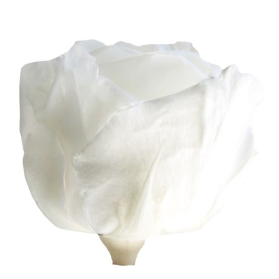Rosa preservada c/tallo capullo d. 3,5-4,5cm x 27cm envasada blanca