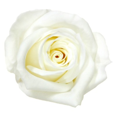 Rosa preservada c/tallo capullo d. 3,5-4,5cm x 27cm envasada blanca