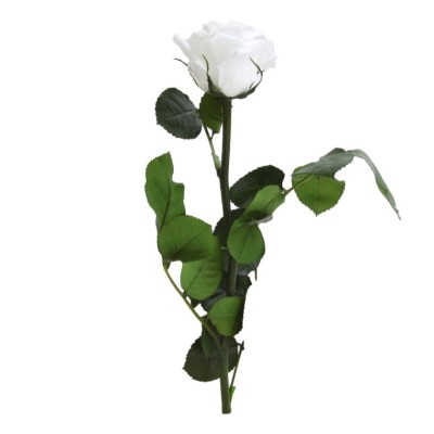 Rosa preservada c/tallo capullo d. 3,5-4,5cm x 27cm envasada blanca