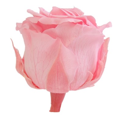 Rosa preservada c/tallo capullo d. 3,5-4,5cm x 27cm envasada rosa