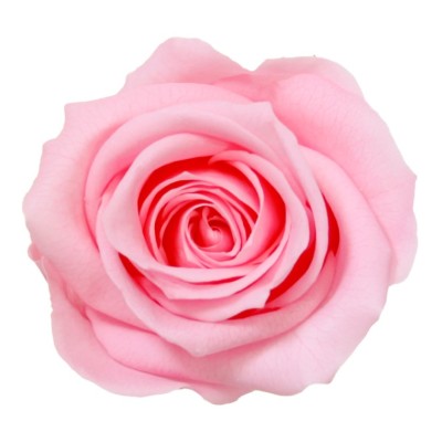 Rosa preservada c/tallo capullo d. 3,5-4,5cm x 27cm envasada rosa