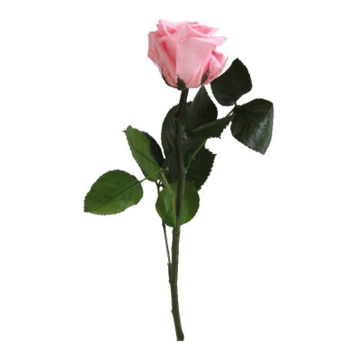 Rosa preservada c/tallo capullo d. 3,5-4,5cm x 27cm envasada rosa