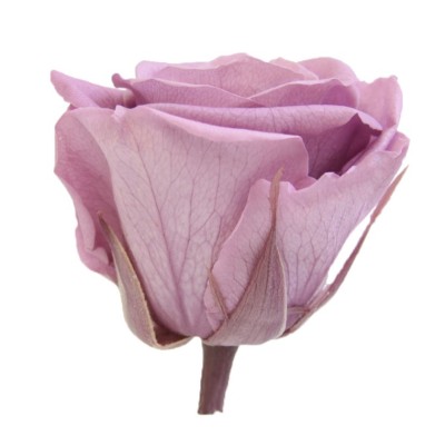 Rosa preservada c/tallo capullo d. 3,5-4,5cm x 27cm envasada lila