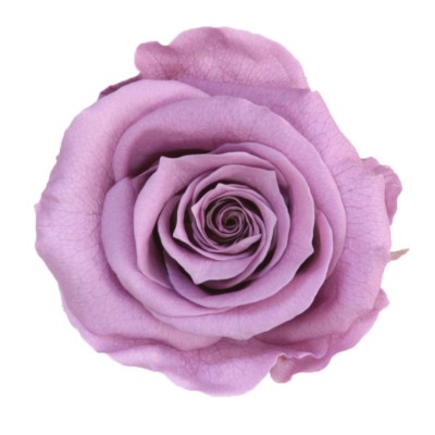 Rosa preservada c/tallo capullo d. 3,5-4,5cm x 27cm envasada lila