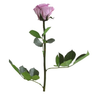 Rosa preservada c/tallo capullo d. 3,5-4,5cm x 27cm envasada lila