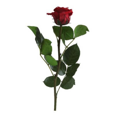 Rosa preservada c/tallo capullo d. 3,5-4,5cm x 27cm envasada burdeos