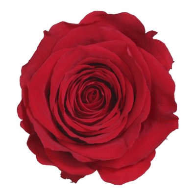 Rosa preservada c/tallo capullo d.4.5-6cm x 55cm envasada roja