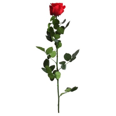 Rosa preservada c/tallo capullo d.4.5-6cm x 55cm envasada roja