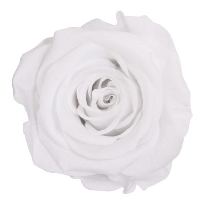 Rosa preservada c/tallo capullo d.4.5-6cm x 55cm envasada blanca