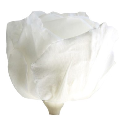 Rosa preservada c/tallo capullo d.4.5-6cm x 55cm envasada blanca