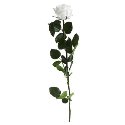 Rosa preservada c/tallo capullo d.4.5-6cm x 55cm envasada blanca