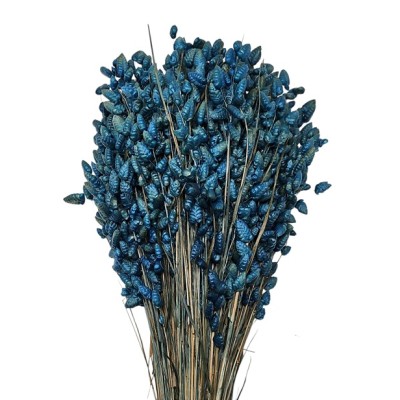 Briza máxima seca 85gr azul 