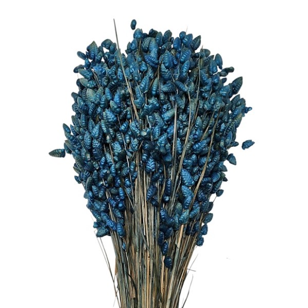 Briza máxima seca 85gr azul 