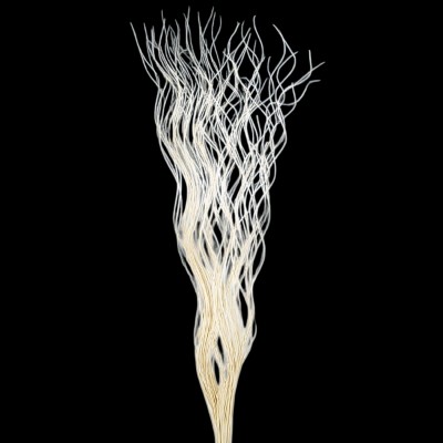 Curly willow 150cm natural