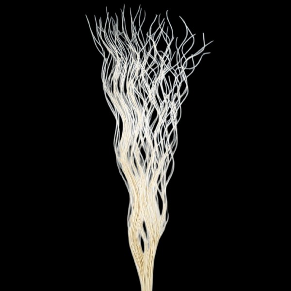 Curly willow 150cm natural