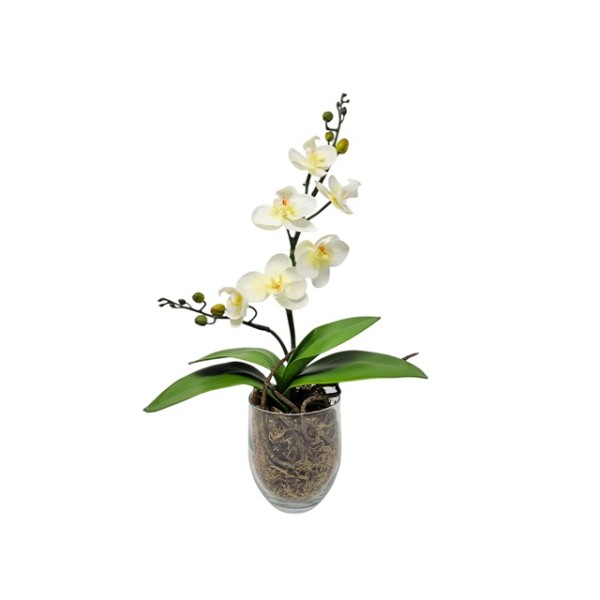 Maceta d.9cm orquídea phalaenopsis mini c/hojas x 6 fl x 56cm blanca
