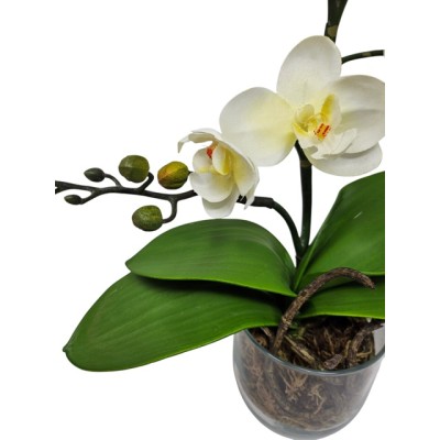 Maceta d 9cm orquídea phalaenopsis mini c/hojas x 6 fl x 56cm blanca