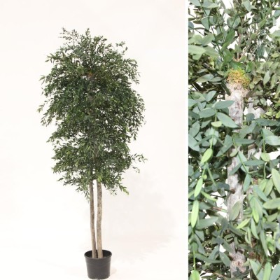 Árbol preservado m 20cm Ø70 cm Alt 150cm eucalipto parvifolia verde