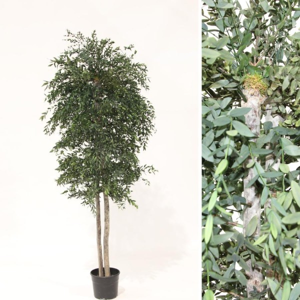 Árbol preservado m.20cm Ø70 cm Alt.180cm eucalipto parvifolia verde