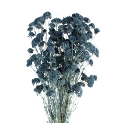 Achillea silvestre seca 150g 60cm azul japoni