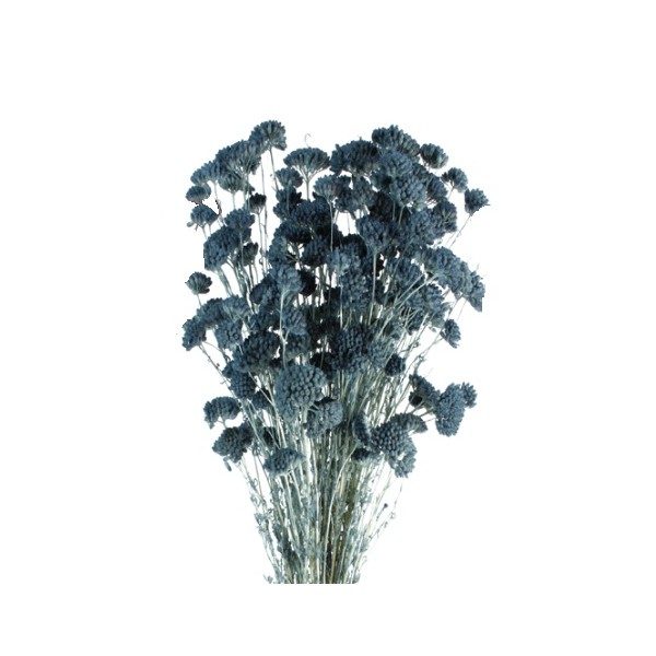 Achillea silvestre seca 150g 60cm azul japoni