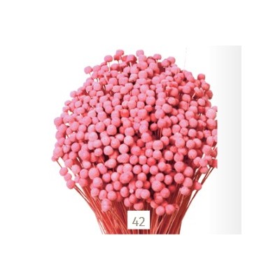 Botón mini preservado 50cm 100gr rosa malva