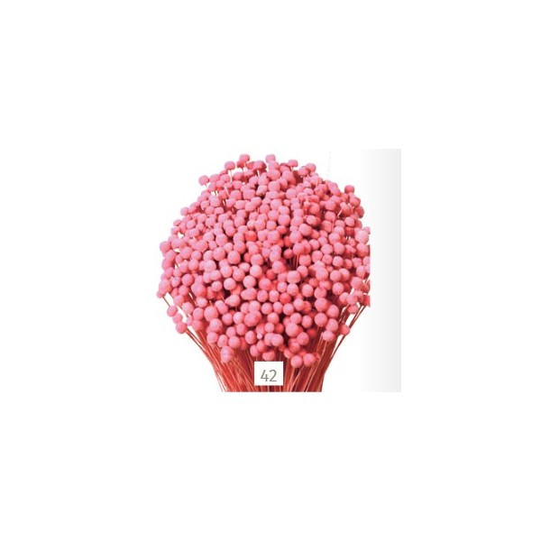 Botón mini preservado 50cm 100gr rosa malva