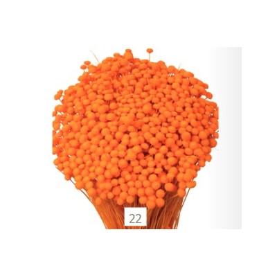 Botón mini preservado 50cm 100gr naranja
