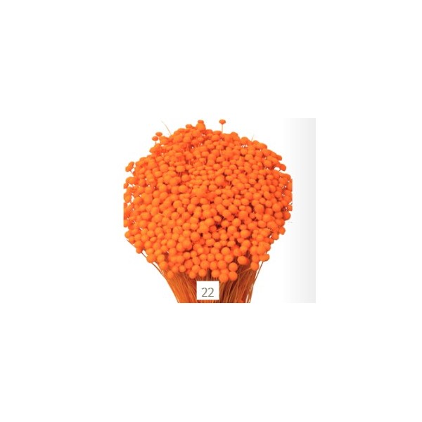 Botón mini preservado 50cm 100gr naranja