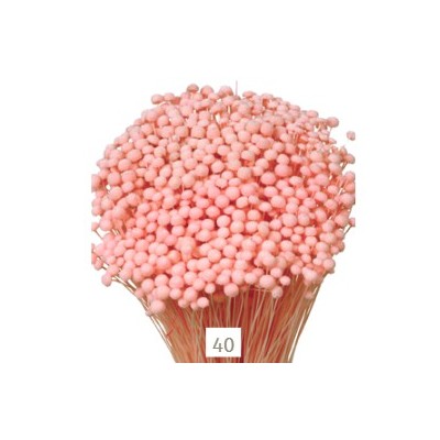 Botón mini preservado 50cm 100gr rosa
