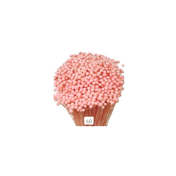 Botón mini preservado 50cm 100gr rosa