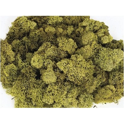 Musgo finlandés preservado bolsa   50gr verde otoñal