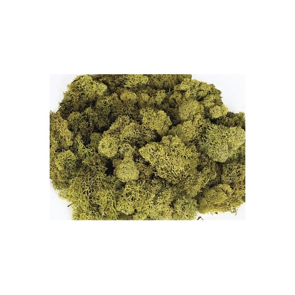 Musgo finlandés preservado bolsa   50gr verde otoñal