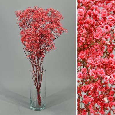 Gypsophila perfecta preservada 60cm 100gr rosa intenso