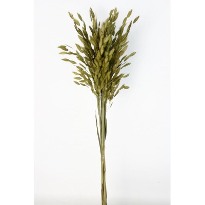 Jasmanthium seco 80cm 20pcs verde