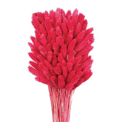 Phalaris seco 80cm fucsia