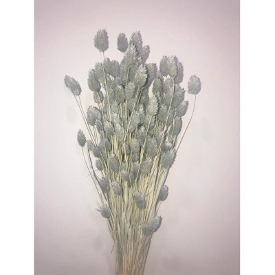Phalaris seco 80cm azul japoni