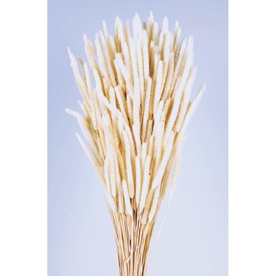 Phleum seco 100gr 60cm blanco