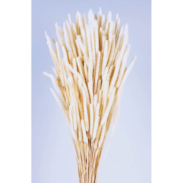 Phleum seco 100gr 60cm blanco