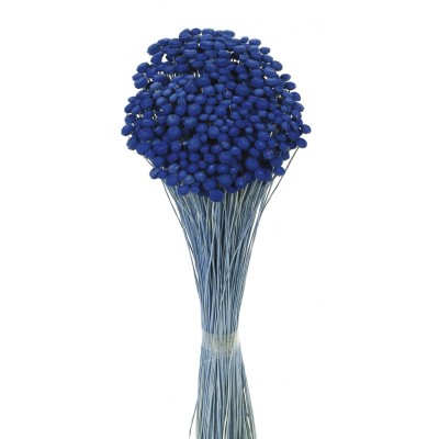 Amarelino seco 45cm 120g azulina