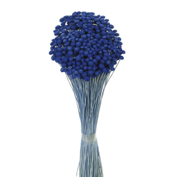 Amarelino seco 45cm 120g azulina