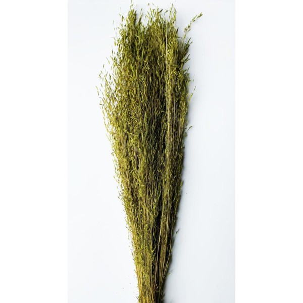 Munni grass seco 75g 60cm verde 