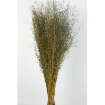 Agrosti seco 40cm 50 grs verde otoñal