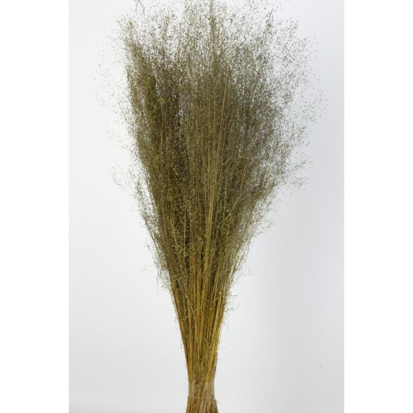 Agrosti seco 40cm 50 grs verde otoñal